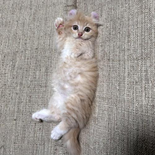 右手をあげている子猫