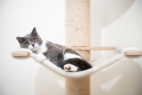 キャットタワーでくつろぐ猫