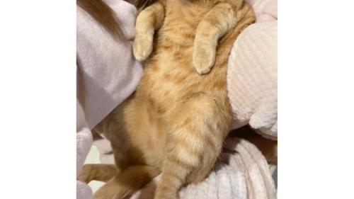 抱かれている猫