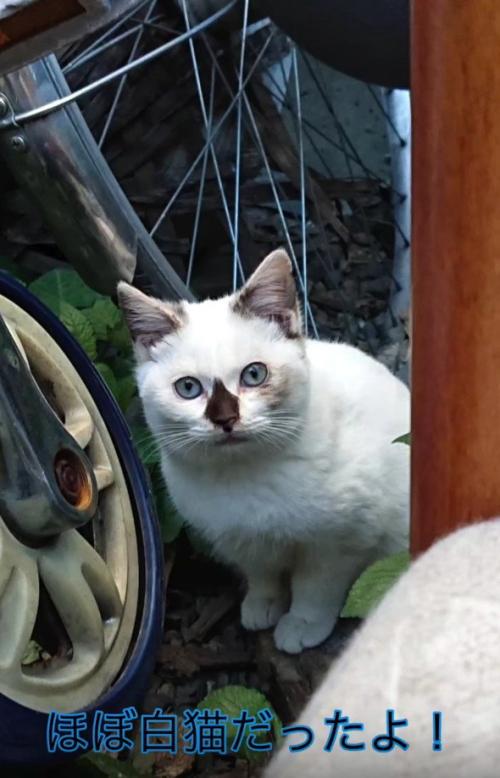 自転車のそばの猫