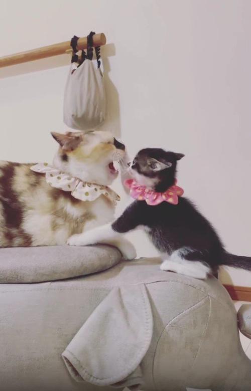 子猫にパンチされている猫