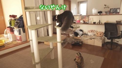 ないやんけ