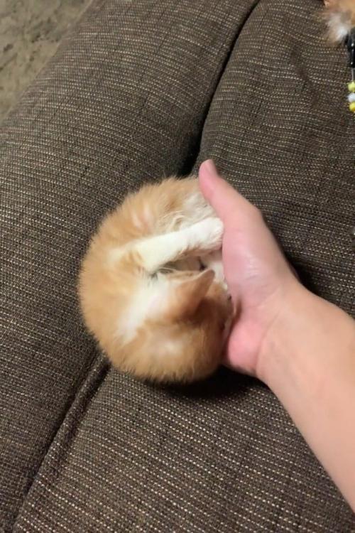 置かれる子猫