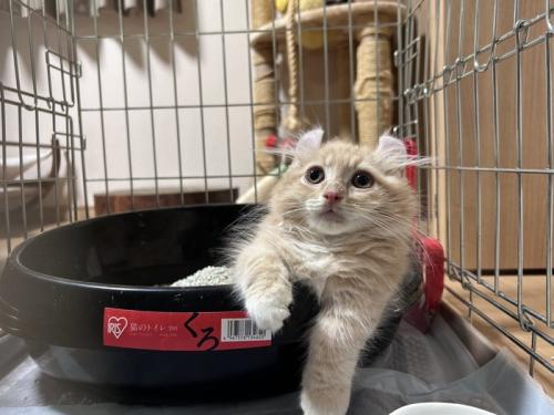 お皿に入っている子猫