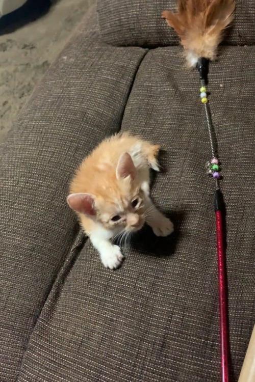 見上げる子猫