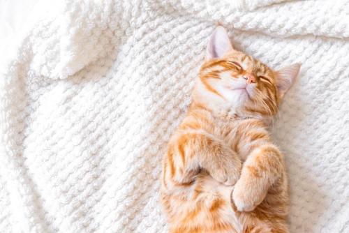 幸せそうに眠る猫
