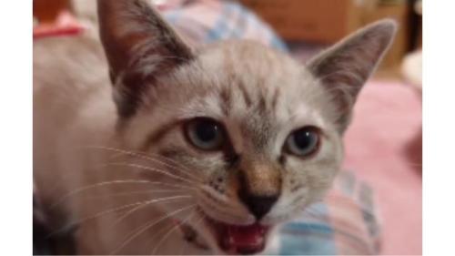 鳴いている猫