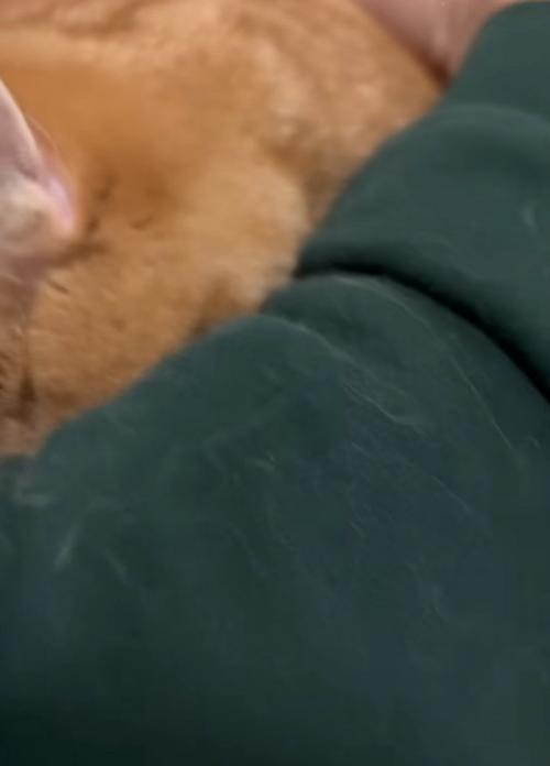 猫の後頭部