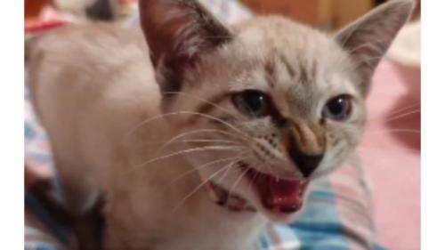 鳴いている猫