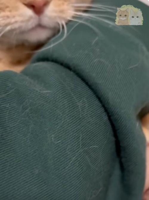 頭を上げる猫
