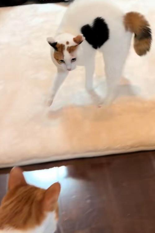 走り出す猫