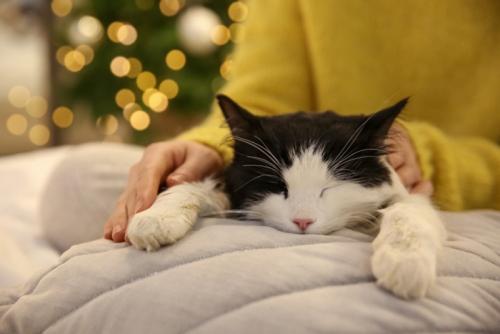 スヤスヤ寝る猫