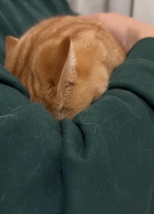 頭を埋めたまま叫ぶ猫