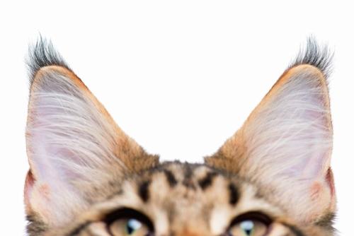 猫の耳のアップ