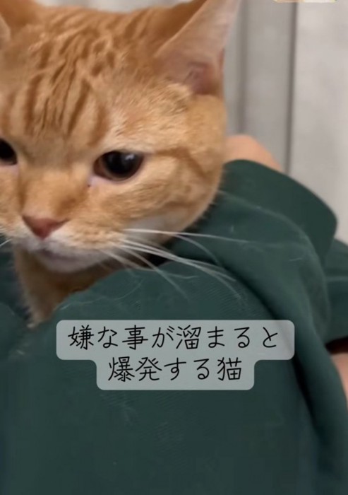鳴きだす猫