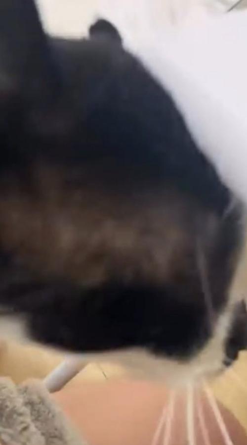 女性に近づく猫