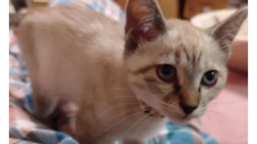 室内にいる猫