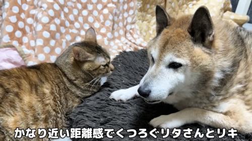 近距離の2匹