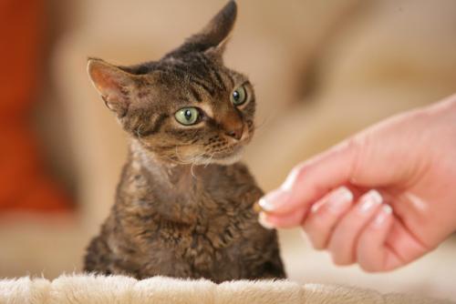 食べ物をもらう猫