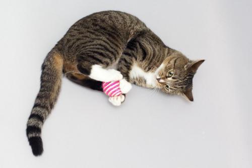 ボールで遊ぶ猫