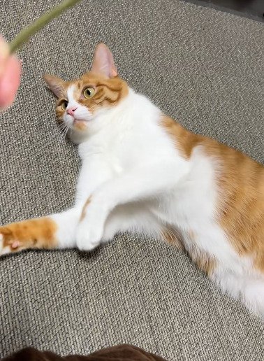 寝転がる猫