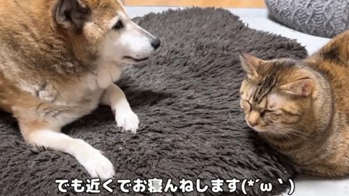 クッションの上の2匹