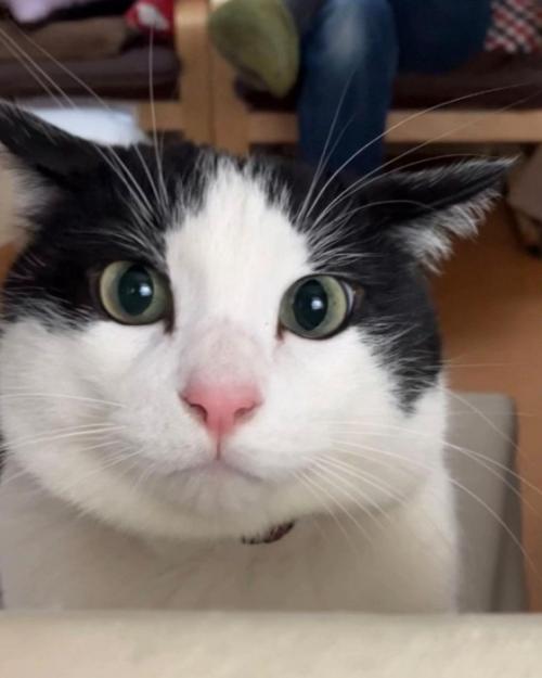 猫の顔