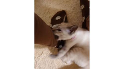 甘噛みする猫
