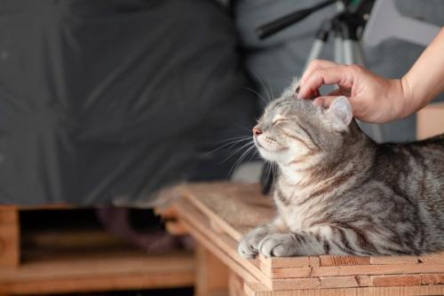 なでられる猫
