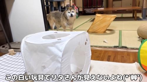 のぞきこむリキくん