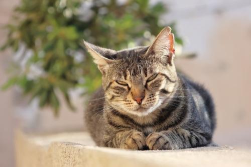 左右で異なる方を向く猫の耳