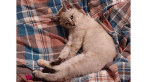 室内にいる猫