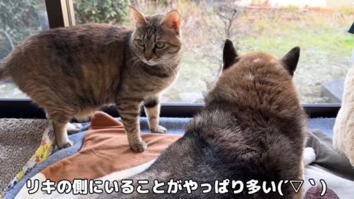 窓際のリタちゃんリキくん