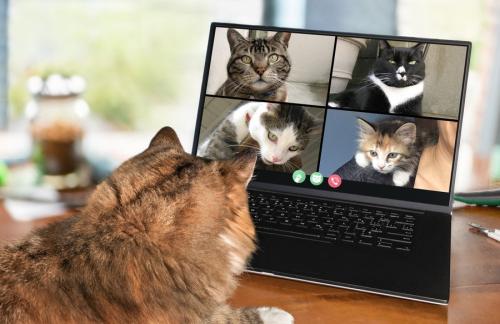 複数の猫の写真をPC画面で見る猫