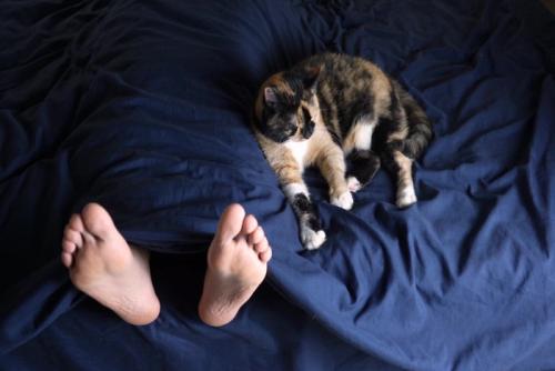 足元で寝る猫
