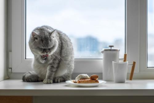 顔を洗う猫