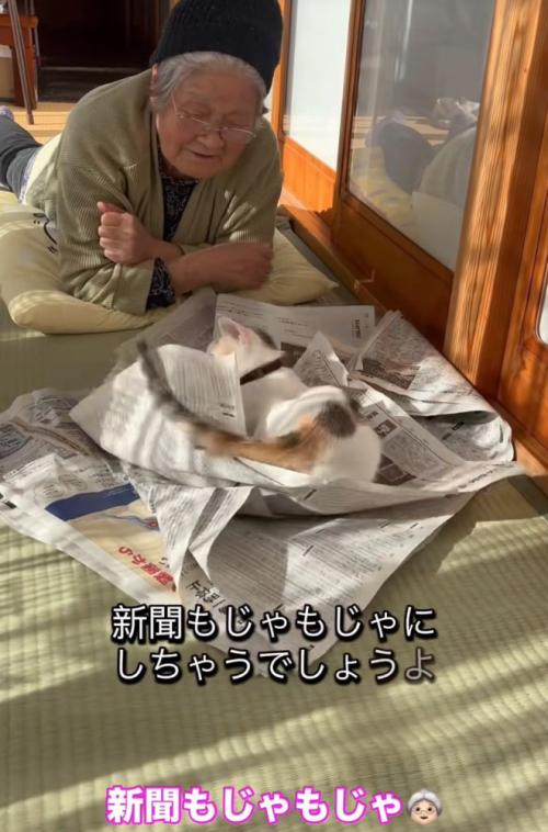 新聞をぐちゃぐちゃにする猫