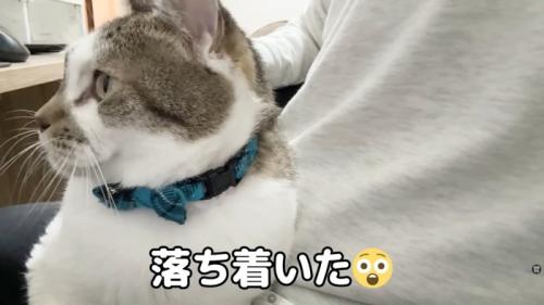 テロップ「落ち着いた」