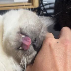 『全力で甘えてきた猫』を撮影していると、突然……まさかの瞬間に「素になるの人間っぽいｗ」「思わず笑っちゃった」と笑顔になる人続出