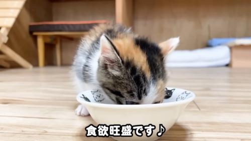 ごはんを食べる子猫
