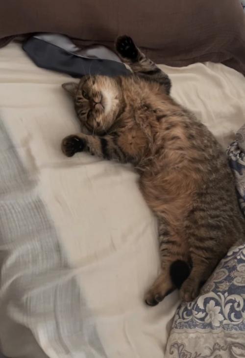 仰向けの猫