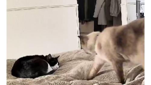 ベッドにいる猫たち