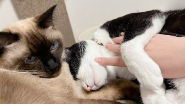 仲良しな2匹の猫ちゃん→寄り添って眠る『尊すぎる瞬間』に癒される人が続出「ニヤニヤが止まらない」「大好きなんだね」と１万いいね
