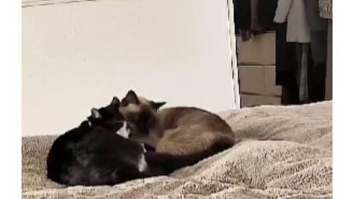 ベッドにいる猫たち
