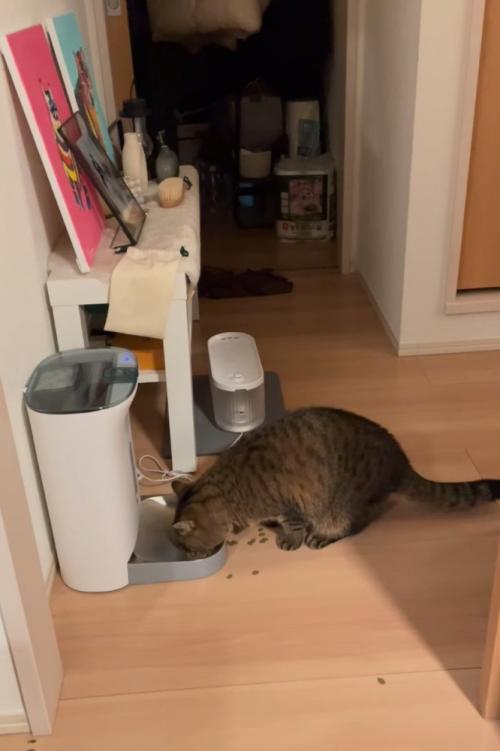 ごはんを食べる猫