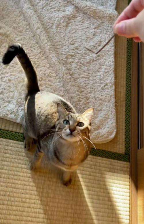 遊んでもらう猫
