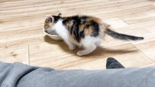 ごはんを食べる子猫