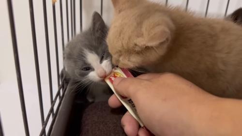 おやつ