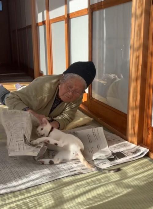 新聞で遊ぶ猫