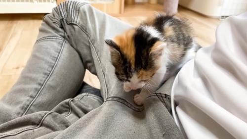 顔を洗う子猫
